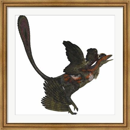 Framed Microraptor, an extinct small flying dinosaur from the Cretaceous Period Print