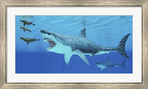 Framed Seals race to get away from a giant Megalodon shark Print