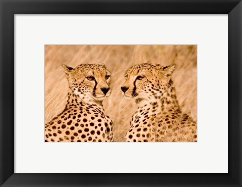 Framed Kenya, Masai Mara National Reserve. Two cheetahs Print