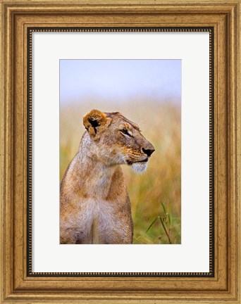 Framed Lion Sitting in the High Grass, Maasai Mara, Kenya Print