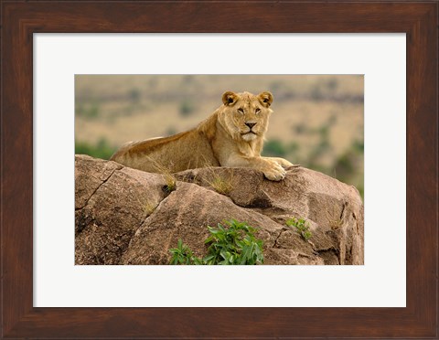 Framed Lion, Serengeti National Park, Tanzania Print