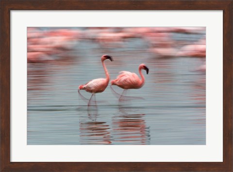 Framed Lesser Flamingo tropical birds, Lake Nakuru NP, Kenya Print