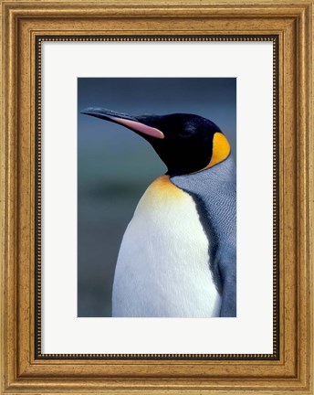 Framed King Penguin, South Georgia Island, Antarctica Print