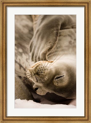 Framed Jougla, Pt., Antarctica. Sleepy Weddell seal. Print