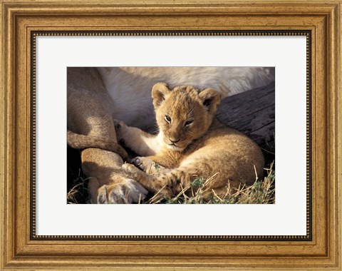 Framed Kenya, Masai Mara. Six week old Lion cub (Panthera leo) Print