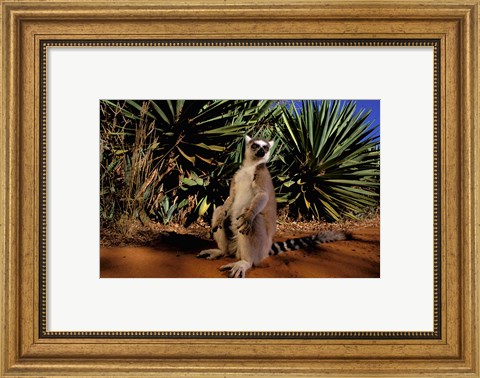 Framed Madagascar, Berenty Private Reserve. Ring-tailed Lemur Print