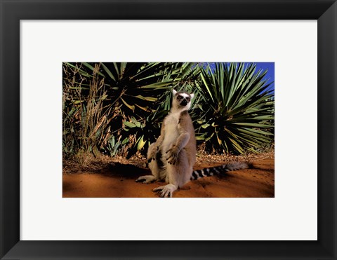 Framed Madagascar, Berenty Private Reserve. Ring-tailed Lemur Print