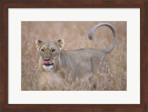 Framed Lioness in Tall Grass on Savanna, Masai Mara Game Reserve, Kenya Print