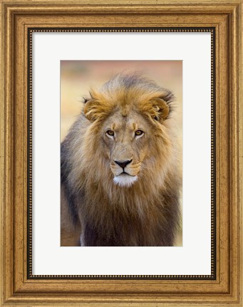 Framed Male Lion at Africat Project, Namibia Print
