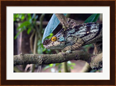 Framed Chameleon on tree limb, Madagascar Print