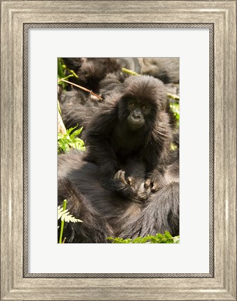 Framed Baby Mountain Gorilla, Volcanoes National Park, Rwanda Print