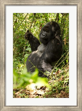 Framed Gorilla holding a vine, Volcanoes National Park, Rwanda Print