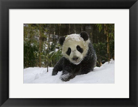 Framed Panda Cub on Tree in Snow, Wolong, Sichuan, China Print