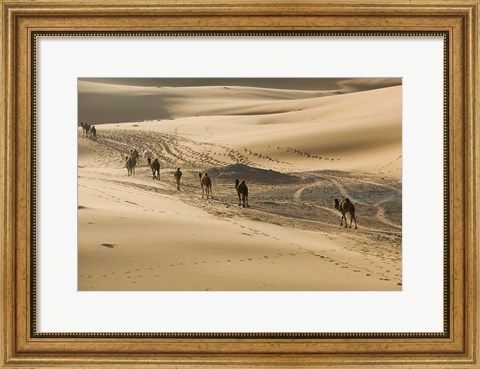 Framed MOROCCO, Tafilalt, Camel Caravan, Erg Chebbi Dunes Print