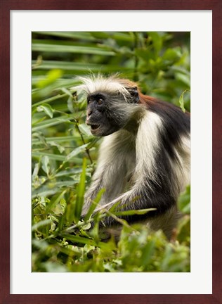Framed Red Colobus Monkey, Volcanoes NF, Rwanda Print