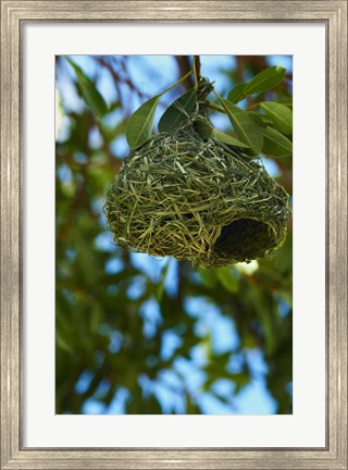 Framed Southern masked weaver nest, Etosha NP, Namibia, Africa. Print