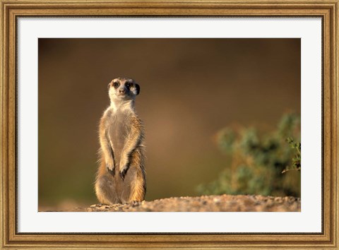 Framed Namibia, Keetmanshoop, Meerkat, mongoose standing up, Namib Desert Print