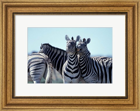 Framed Plains Zebra Side By Side, Etosha National Park, Namibia Print