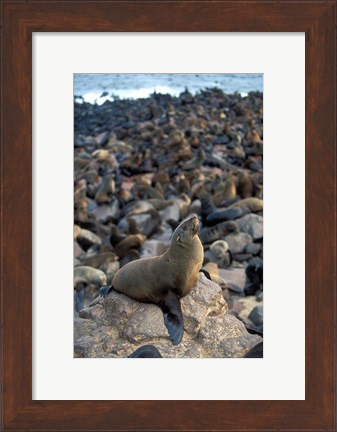 Framed Namibia, Cape Cross Seal Reserve, Fur Seals on shore Print