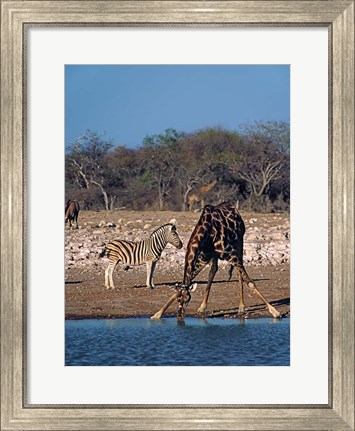 Framed Namibia, Etosha NP, Angolan Giraffe, zebra Print