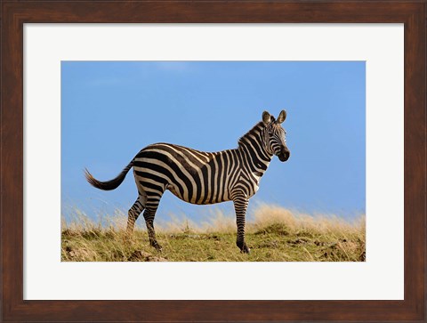 Framed Single Burchell&#39;s Zebra, Masai Mara Game Reserve, Kenya Print