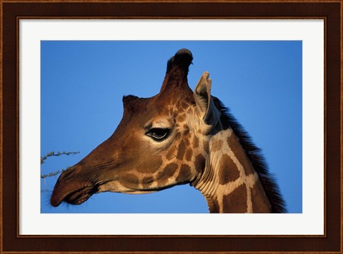 Framed Reticulated Giraffe, Kenya Print