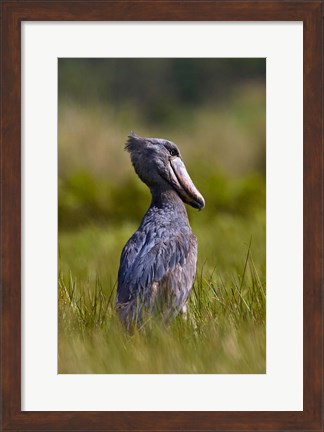 Framed Shoebill bird hunting in wetlands, Uganda, East Africa Print