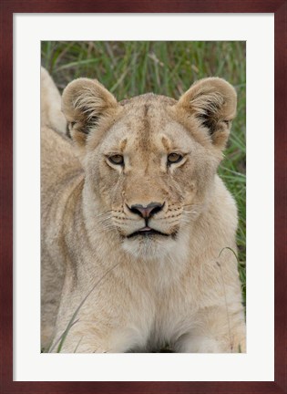 Framed South Africa, Inkwenkwezi GR, African lion cub Print