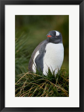 Framed South Georgia Island, Gentoo penguins, tussocks Print