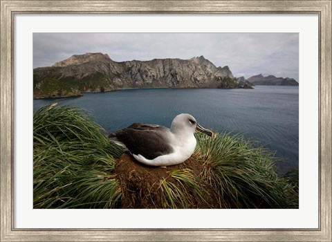 Framed South Georgia Island, Grayheaded Albatross Print