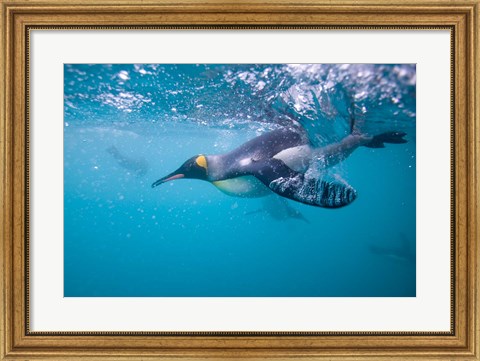 Framed King Penguin Underwater Print