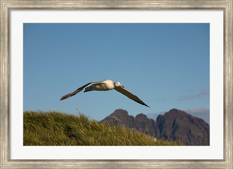 Framed Flying Albatross Print