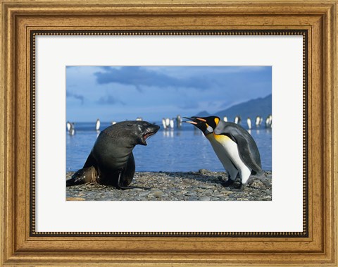 Framed South Georgia, St Andrews Bay, King Penguins, Fur Seal Print