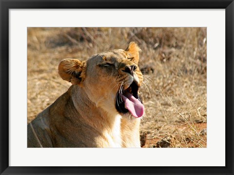 Framed South Africa, Madikwe GR, Lion yawns in African sun Print