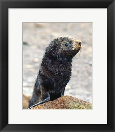 Framed Close up of fur seal pup Print