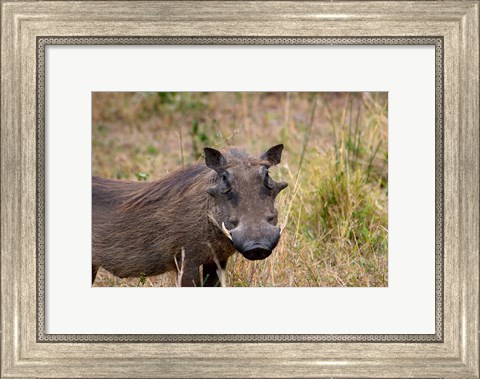 Framed South Africa, KwaZulu Natal, warthog wildlife Print