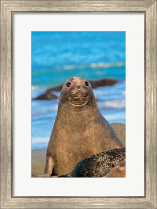 Framed Southern Elephant Seal cow, South Georgia Print