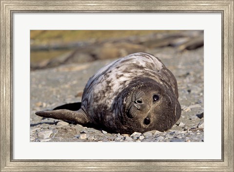 Framed Southern Elephant Seal, portrait of pub, Island of South Georgia Print