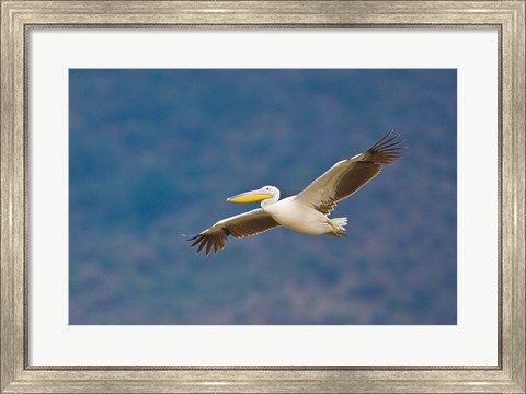 Framed Tanzania. Great White Pelican, bird, Manyara NP Print