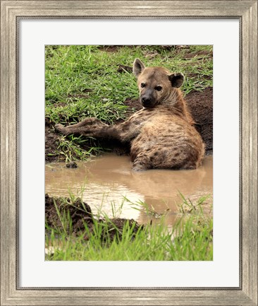 Framed Spotted Hyaena, wildlife, Hluhulwe GR, South Africa Print