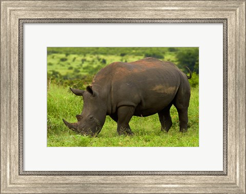 Framed Southern white rhinoceros, Kruger National Park, South Africa Print