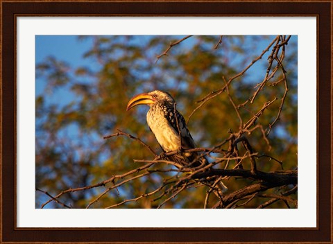 Framed Southern Yellow-billed Hornbill, Hwange NP, Zimbabwe, Africa Print