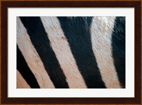 Framed Tanzania, Ngorongoro Crater. Zebra stripes Print