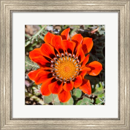 Framed Close up of a Spring flower, South Africa Print