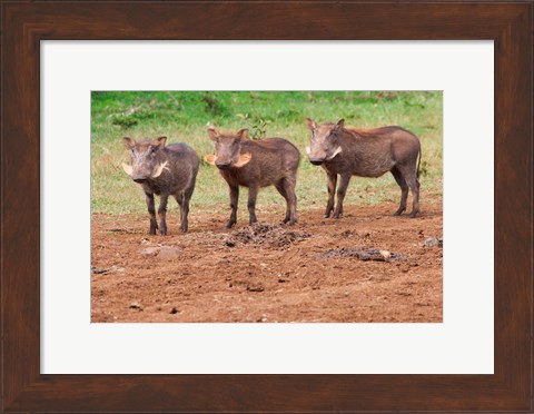 Framed Warthog, Aberdare National Park, Kenya Print