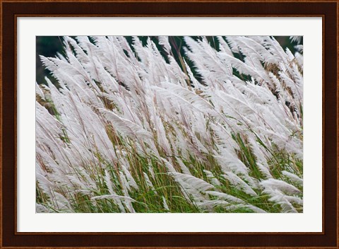 Framed Wild dogtail grasses swaying in wind, Bhutan Print