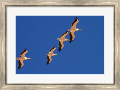 Framed White Pelicans in the sky, Sandwich Harbor, Namibia Print