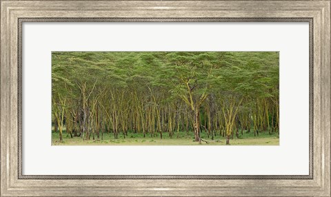 Framed Yellow Fever Tree, Lake Nakuru National Park, Kenya Print