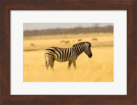 Framed Zebra in Golden Grass at Namutoni Resort, Namibia Print