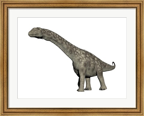 Framed Argentinosaurus dinosaur, white background Print